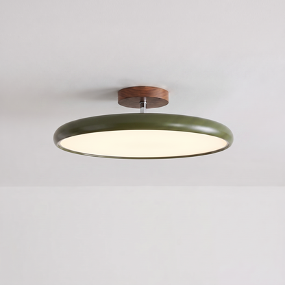 Ombelle vert olive, vue en situation